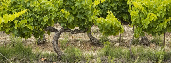 Les Vignobles Verdoyants Autour Vaison Romaine France — Photo