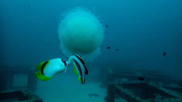 Beautiful Underwater Nature Phuket Thailand — Stock Photo, Image