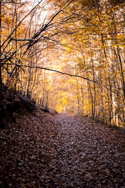 Ścieżka Otoczona Wysokimi Pniami Drzew Lesie Jesienią — Zdjęcie stockowe
