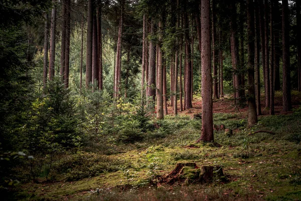 Höga Träden Och Växterna Bayerska Skogen — Stockfoto
