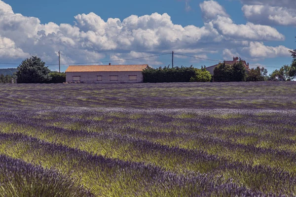 Piękne Pole Lawendowe Valensole Francja — Zdjęcie stockowe