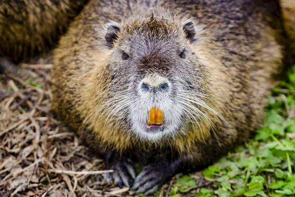 Tiro Foco Seletivo Mamífero Semi Aquático Nutria Myocaster Coypus Prado — Fotografia de Stock