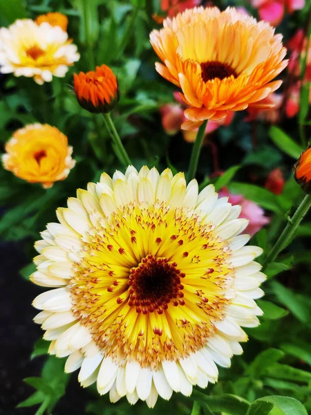 Closeup Blossomed Yellow Beautiful Calendula Flower Garden — Stock Photo, Image