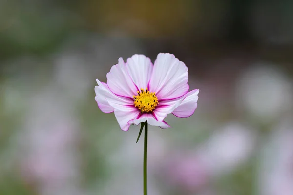 Tiro Foco Raso Cosmos Jardim Que Cresce Campo — Fotografia de Stock