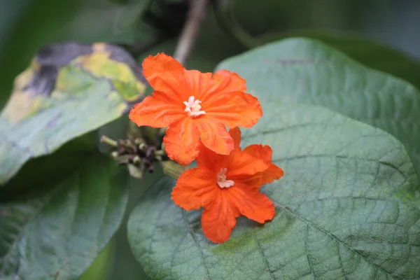 Detailní Záběr Zářivě Oranžové Zahradní Nasturtium Květiny Obklopené Širokými Tmavými — Stock fotografie
