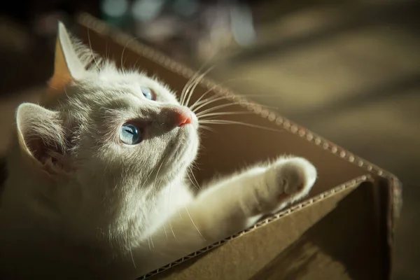 一张可爱的照片 是一只小白猫从家里的纸板箱里爬起来 — 图库照片