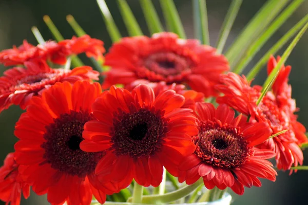 Ein Strauß Roter Gänseblümchen Einer Vase — Stockfoto