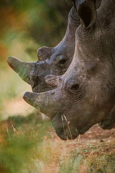 Pionowy Strzał Nosorożca Ich Siedlisku Safari Okavanga Delta Botswana — Zdjęcie stockowe