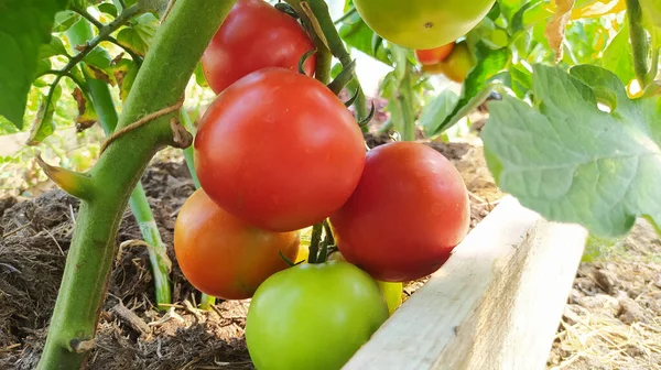 Tomates Verdes Rojos Frescos Que Crecen Una Planta — Foto de Stock