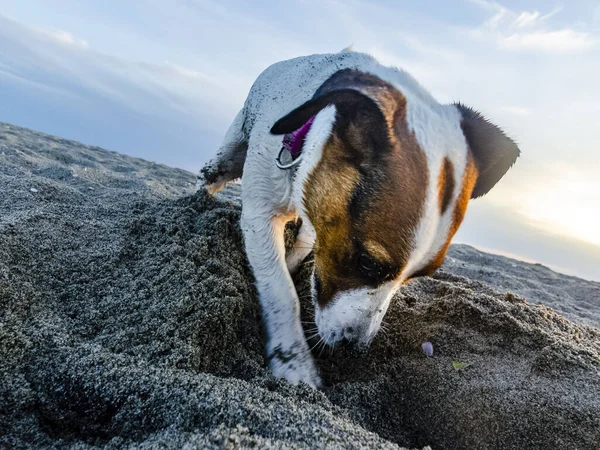 Egy Közeli Kép Jack Russell Terrier Játszik Strandon — Stock Fotó