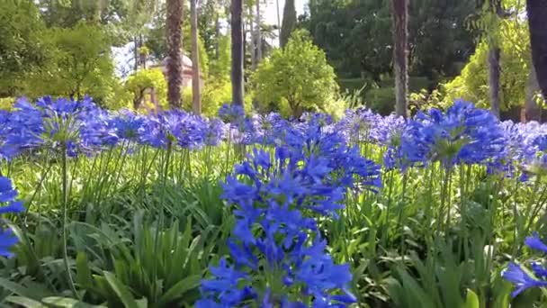 花园里美丽的花 — 图库视频影像