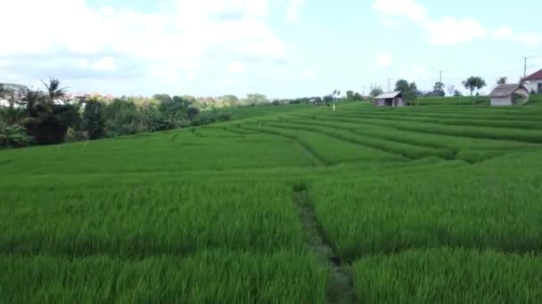 Campo Arroz Verde Pela Manhã — Vídeo de Stock