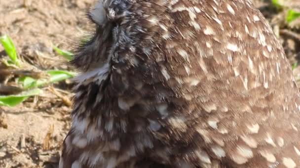 Nahaufnahme Eines Vogels — Stockvideo