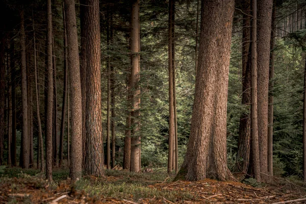 Ψηλά Δέντρα Και Φυτά Στο Βαυαρικό Δάσος — Φωτογραφία Αρχείου