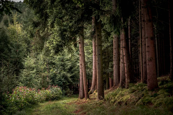 Het Pad Omringd Door Hoge Bomen Planten Beierse Woud — Stockfoto