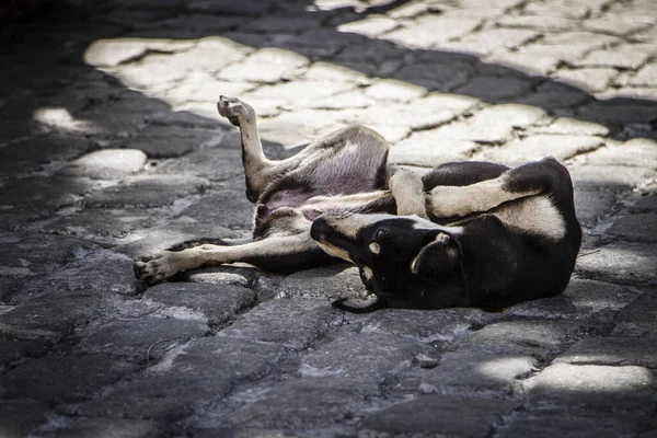Ένα Σκυλί Που Κείτεται Στο Δρόμο — Φωτογραφία Αρχείου