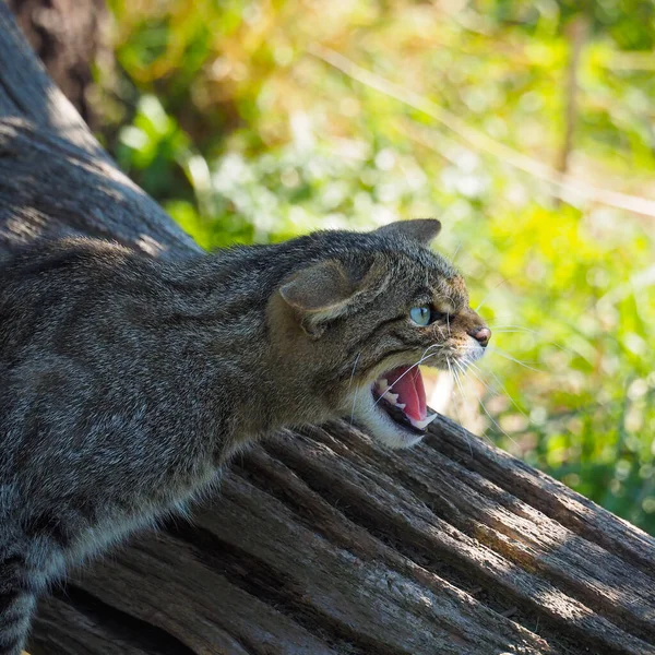 A closeup of a hissing cat on a tree during daylight