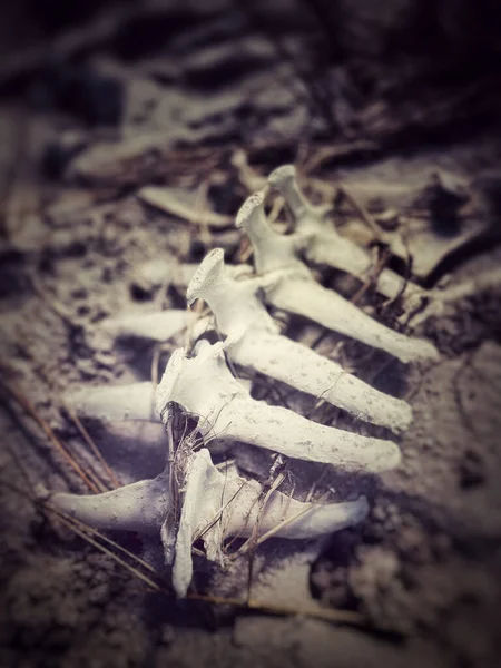Eine Vertikale Nahaufnahme Der Knochen Eines Pferdes Strand — Stockfoto