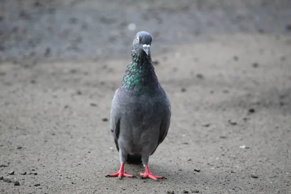 青い首と赤い足を持つ愛らしい鳩のクローズアップは ぼやけた背景の上に一人で外に立っています — ストック写真