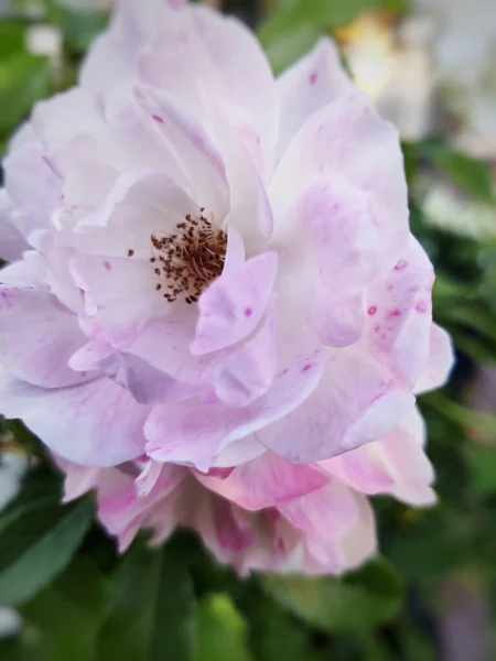 Closeup Rosa Roxa Florescida Jardim — Fotografia de Stock