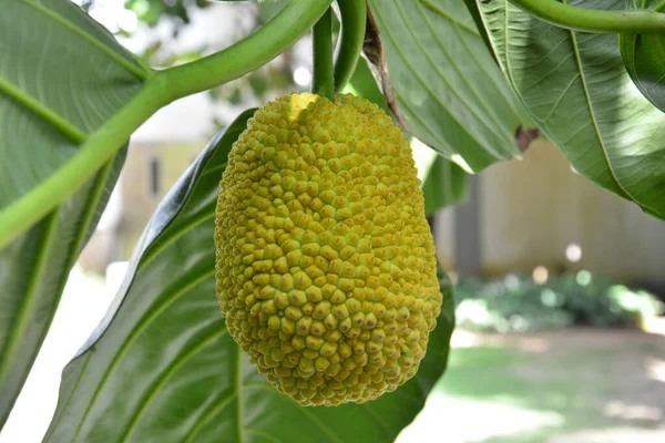 Eine Nahaufnahme Der Frucht Von Artocarpus Incisa — Stockfoto