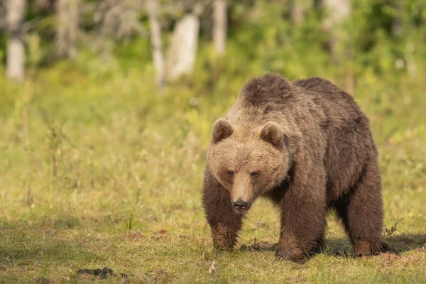 Tiro Close Urso Marrom Ursus Arctos Andando Pântano Finlandês Uma — Fotografia de Stock
