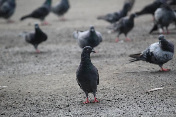一只孤独的鸽子的特写镜头 它站在地上 身边有更多蓬松的鸽子 — 图库照片