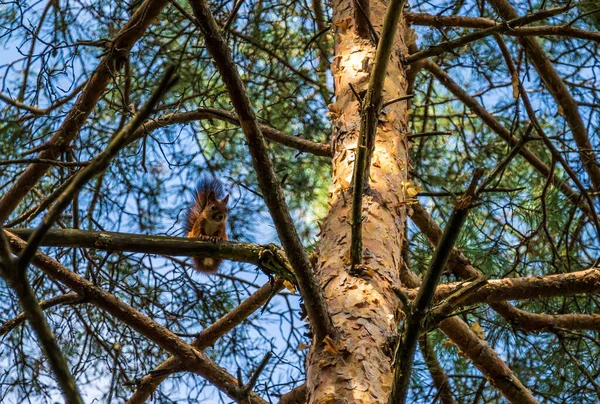 Esquilo Bonito Galho Árvore Sombra Galhos Mais Altos Com Folhas — Fotografia de Stock