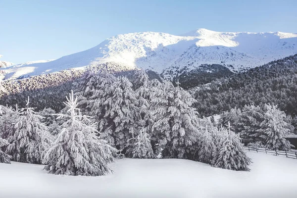 スペインのグアダラマ山脈の雪に覆われた森林の風景 — ストック写真