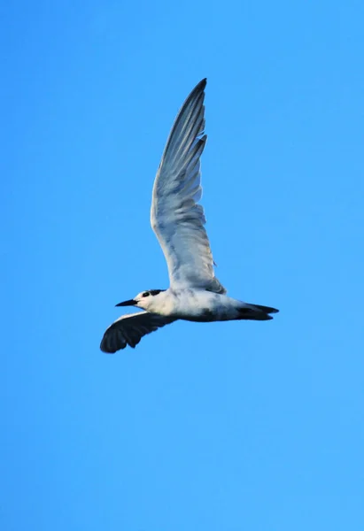 Vertical Shot Gull Flying Clear Blue Sky — Stock Photo, Image