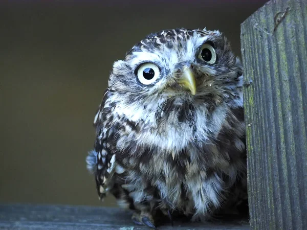 Closeup Funny Little Owl Perched Wooden Fence Outdoors — Stock Photo, Image