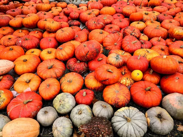 Ein Stapel Frisch Geernteter Orangefarbener Kürbisse Auf Dem Kürbisfeld — Stockfoto