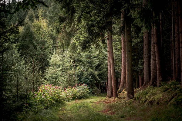 Het Pad Omringd Door Hoge Bomen Planten Beierse Woud — Stockfoto