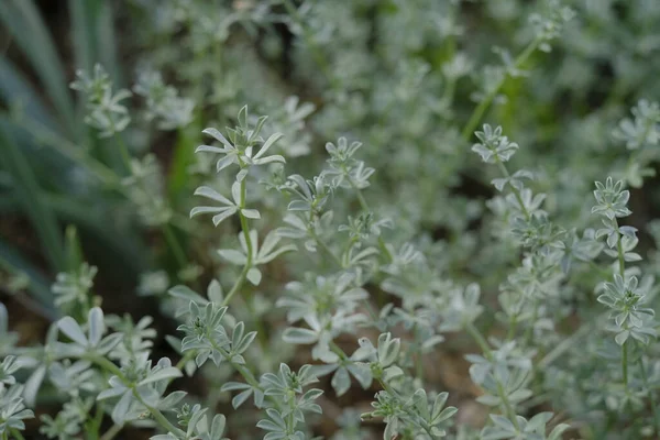 Сад Тимьян Thymus Vulgaris Цветущее Растение Растущее Саду — стоковое фото