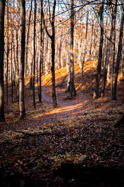 Sonbahar Mevsimi Boyunca Ormanda Uzun Ağaç Gövdeleriyle Çevrili Olan Patika — Stok fotoğraf