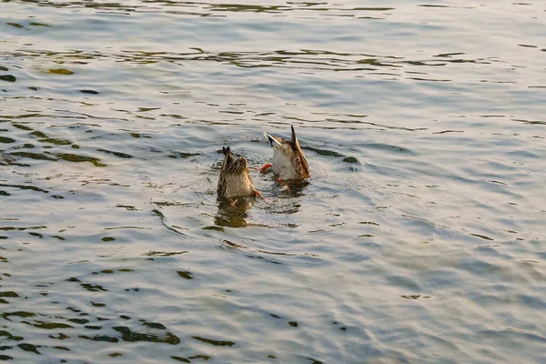 Eine Gruppe Enten Mit Dem Kopf Wasser — Stockfoto