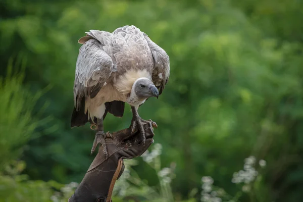 Portrait Vautour Majestueux Dans Nature — Photo