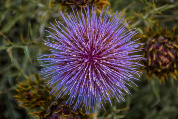 Horní Pohled Purpurové Bodláky Louce Slunečního Svitu — Stock fotografie