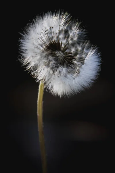 Enfoque Selectivo Flor Barba Halcón Foetid Sobre Fondo Oscuro —  Fotos de Stock