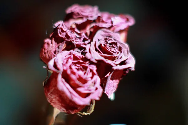 乾燥したピンクのバラのクローズアップショット — ストック写真