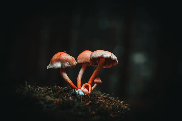 Tiro Seletivo Foco Cogumelos Comestíveis Que Crescem Chão Floresta — Fotografia de Stock