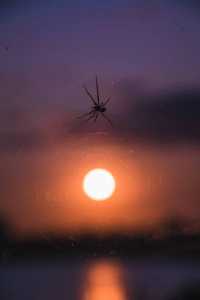 Detailní Záběr Pavouka Pavučině Rozmazaném Pozadí Krásného Západu Slunce — Stock fotografie