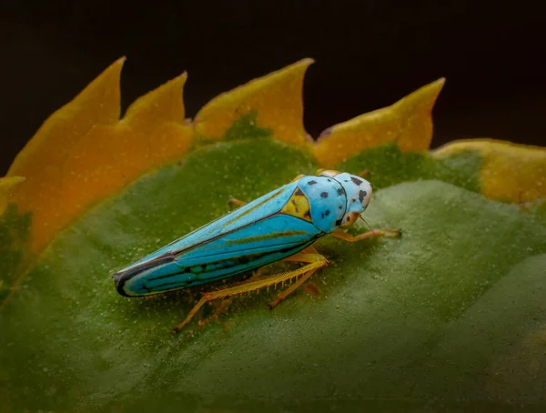 Gros Plan Une Cicadelle Bleue Sur Plante — Photo