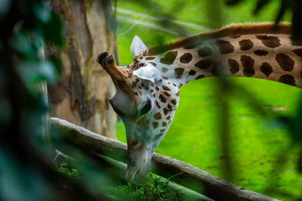 Vysoká Hnědá Skvrnitá Žirafa Trávu Zoo — Stock fotografie