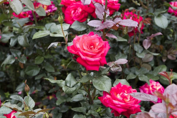 Närbild Blommande Rosa Acapella Rosor Trädgård — Stockfoto