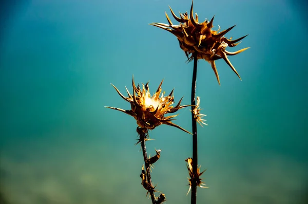 Вибірковий Фокус Знімка Сухої Рослини Безплюсних Будяків Ростуть Перед Озером — стокове фото