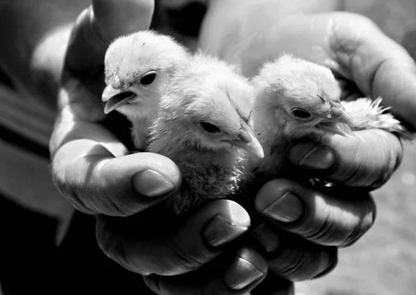 Grayscale Shot Small Cute Cygnets Person Hand — Stock Photo, Image