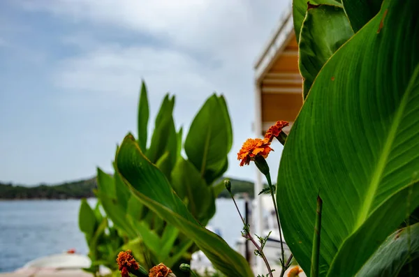 Selective Focus Shot Orange Marigold Flowering Plants Growing Front Sea — Stock Photo, Image