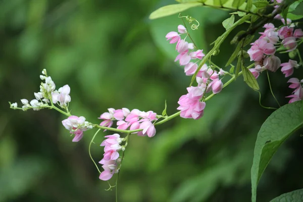 Beautiful Shot Soft Pink Flowers Surrounded Lush Green Plants Sunny — Stock Photo, Image