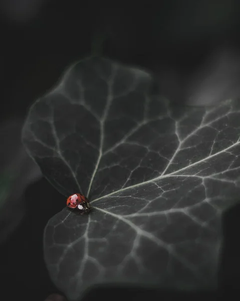 Makroaufnahme Eines Marienkäfers Auf Einem Blatt — Stockfoto